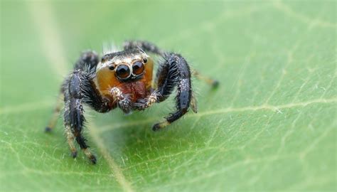 Halloween spiders these pictures of this page are about:spider with white markings on back. Tipi di ragni: nero con puntini bianchi 💫 Portale ...