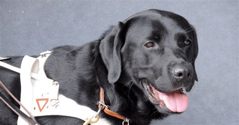 Überhaupt einen hund zu stehlen ist sowas von asozial. Blindenhund, der Engel auf vier Pfoten - Tractive Blog