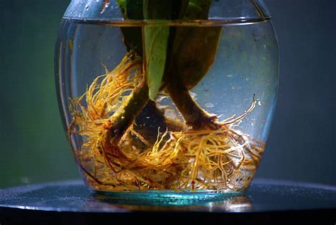 Maybe you would like to learn more about one of these? rainforestink: roots underwater | plants grow their roots ...