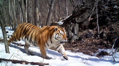 Siberian Tiger Wallpapers Pictures Images