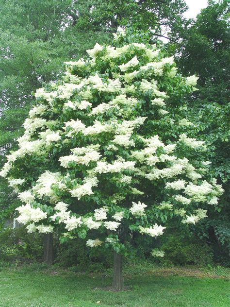 30 Amur Lilac Tree Seeds Syringa Reticulata Amurensis Ebay