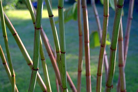 Species history, identification, treatment programs and costs, also diy options. Japanese Knotweed — Envirico