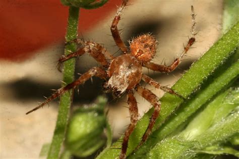 Podívejte se, co jan dolanský (jandolansk) nalezl(a) na pinterestu, největší sbírce nápadů na světě. Pavouci CZ - Araneus sp 2