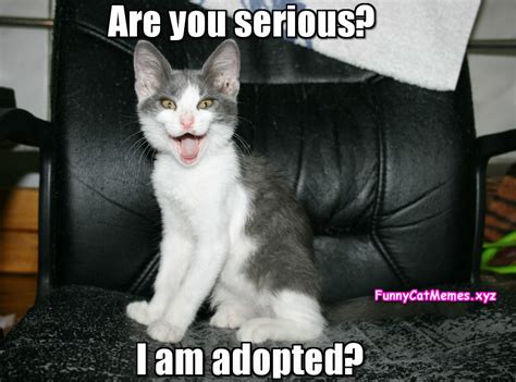 Because animals are often euthanized to make room for new arrivals, you'll save a life when you adopt a shelter kitten.13 x research source. Are You Serious? I am Adopted? - Funny Cat Memes