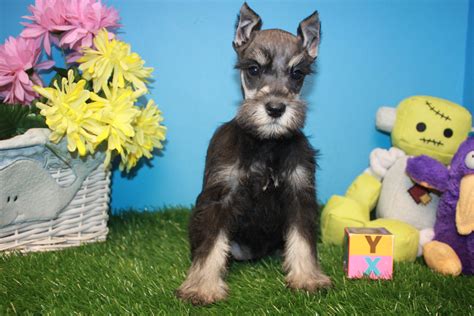 The #1 place to buy your new puppy! Miniature Schnauzer Puppies For Sale - Long Island Puppies