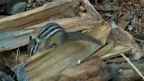 How to make a Chipmunk trap - YouTube