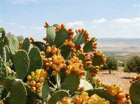 Cactus With Edible Buds Tunisia High Quality Nature Stock Photos