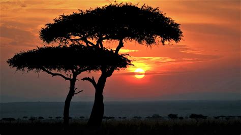 Search for nekopoi sub indo on google. African Sunset HD Wallpaper | Background Image | 1920x1080 ...