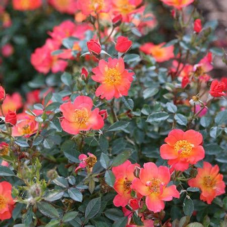 Quart pot показать всеописание товара. Proven Winners Oso Easy Hot Paprika Rose 2 Gallon - Plants ...