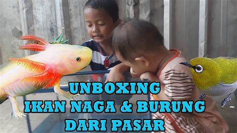 Unboxing Ikan Naga And Burung Kacamata Dari Pasar 16 Youtube