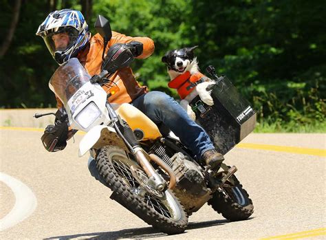 How dangerous is riding a motorbike? These Moto Dogs Can't Get Enough Adventure On Two-Wheels ...
