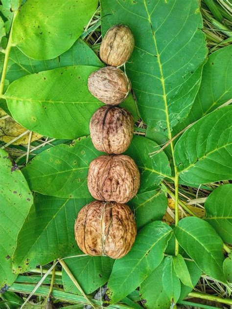 On the left are more tree picture categories, each with a gallery of beautiful pictures. Walnut tree - planting, pruning, care and walnut harvest