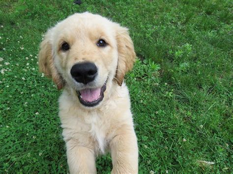 Golden Retriever Puppy Happy Free Photo On Pixabay