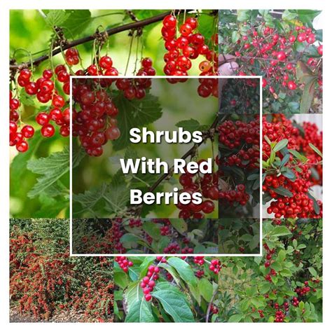 How To Grow Shrubs With Red Berries Plant Care And Tips Norwichgardener