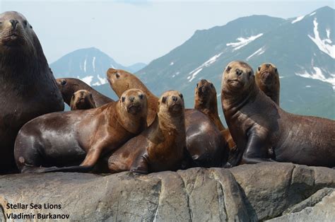 What Are Marine Mammals Feiro Marine Life Center