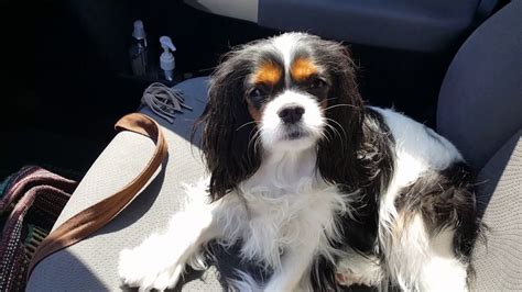 Luna The Tri Color Cavalier King Charles Spaniel Tired
