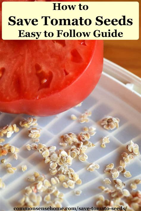 How To Save Tomato Seeds Easy To Follow Guide