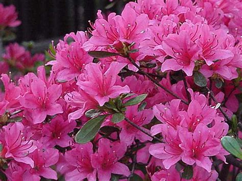 Get inspired with our handpicked collection of flower pictures ✓ hd to 4k quality ✓ available for download high quality flower pictures for your mobile, desktop or website. Azalia-Tsutsuji - Japanese Flowers