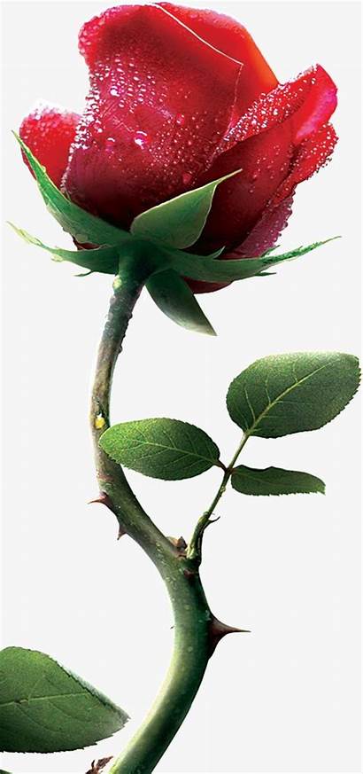 Thorns Rose Clipart Flowers Transparent Thorn Roses