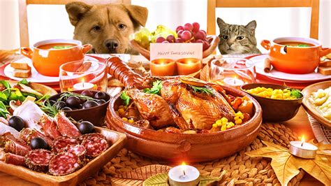 Just six raw or roasted macadamia nuts can make a dog sick. Good and Bad Thanksgiving Foods for Your Dog | DogTails
