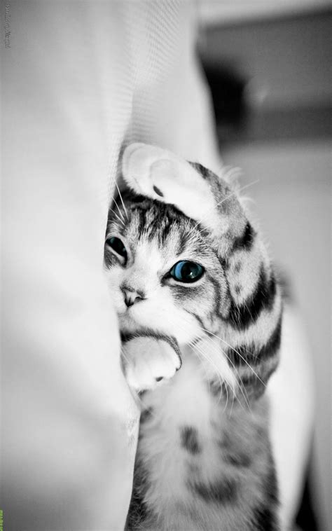 Lengkap dengan gambar kucing anggora & anak anggora, video kucing anggora, dan harga kucing anggora. Gambar Kucing Imut dan Lucu | Kumpulan Gambar