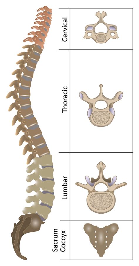 These 5 vertebrae in the lower back that create a concave curvature. Anatomy of the Spine | Spinal Cord Injury Information Pages