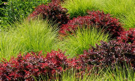 How To Use Barberry In The Landscape With These Recommendations