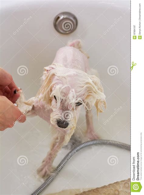 Dog Taking A Bath Stock Image Image Of Clean Background