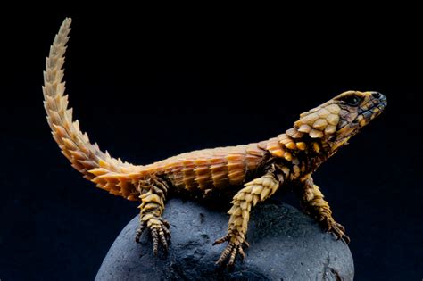 Aqui Voce Pode Lagarto