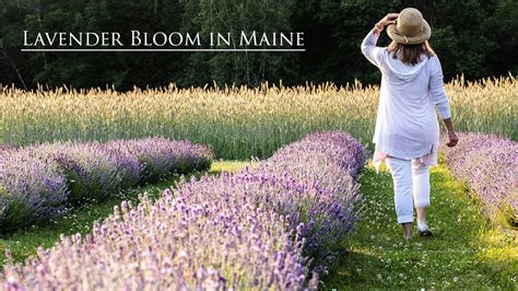 Maybe you would like to learn more about one of these? Summer Lavender Bloom - YouTube