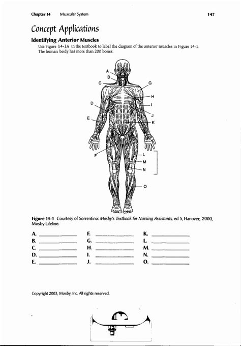 Muscle Diagram Worksheets Awesome Blank Muscle Diagram To Label