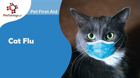 Cat Flu Advanced Pet First Aid Level 3 Vtq Online Training Video