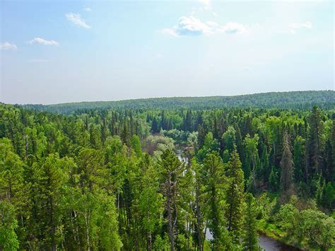 Fichiertaiga Russia Boreal Forest Taïga Russie Forêt Boréale