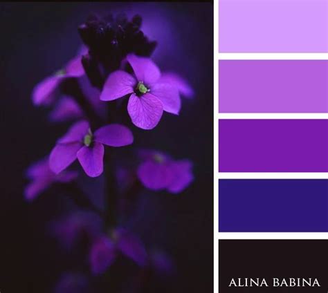 Purple Palette Purple Color Palettes Colour Pallette Colour Schemes