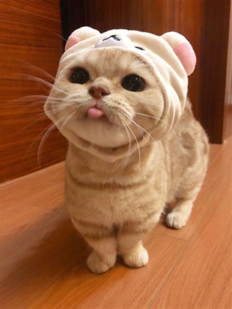 Find images and videos about love, aesthetic and couple on. Foto Lucu Kucing Oren - Kekasih Terbaik