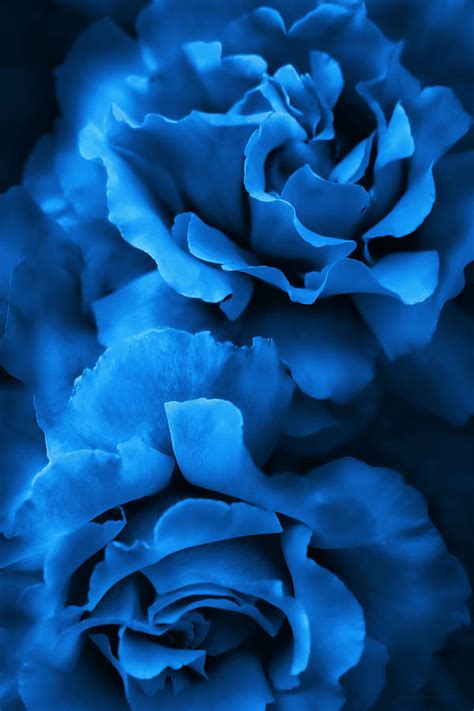 Royal Blue Roses Photograph By Jennie Marie Schell