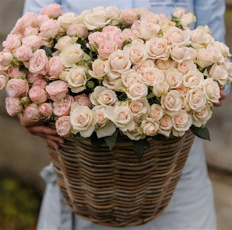 These flowers haven't been sitting in a warehouse. Spray Roses in 2020 | Wholesale fresh flowers, Spray roses ...
