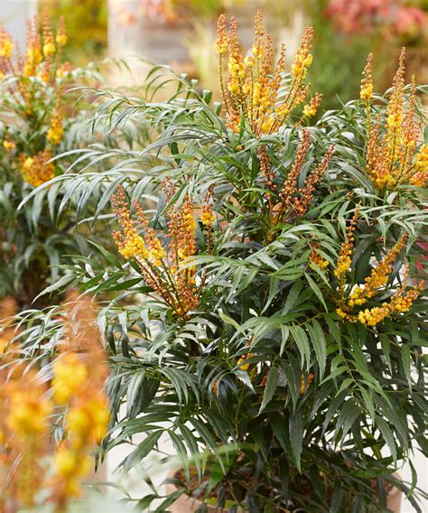 Mahonia Care And Growing Guide Expert Tips For Cultivation
