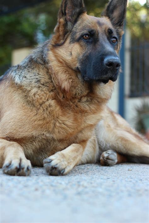 Mum is our 4 year old family pet and dad was a stud. King Shepherd Puppies For Sale - Animal Friends