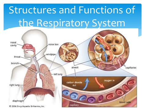 Ppt Structures And Functions Of The Respiratory System Powerpoint