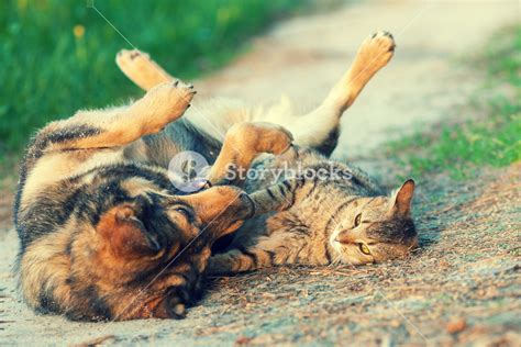 Dog And Cat Best Friends Playing Together Outdoor Lying On The Back