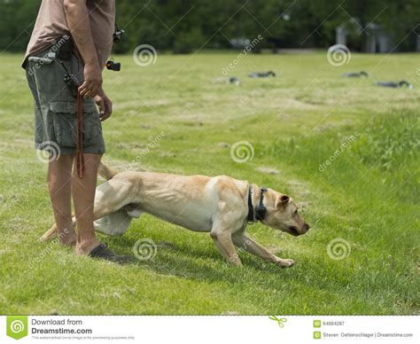 A Yellow Lab Hunting Dog Stock Image Image Of Labrador