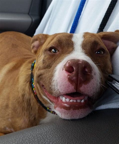 Terrified Pit Bull Can T Stop Shaking Until His Rescuer Sings To Him Barkpost