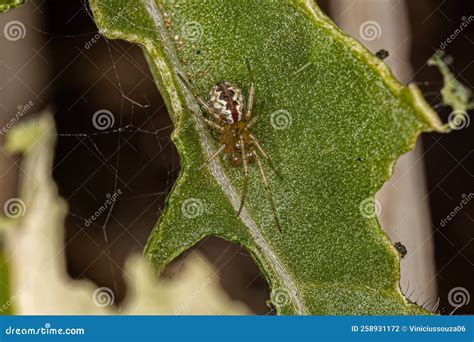 Small Male Cobweb Spider Stock Photo Image Of Fauna 258931172