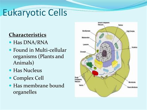 Ppt Cell Notes 1 Powerpoint Presentation Free Download Id2558942