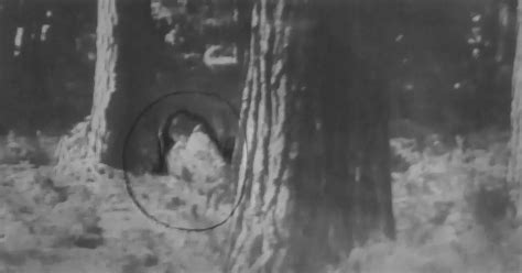 Pictured Slender Man Caught On Camera For First Time Mirror Online