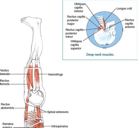 Dying light xbox one game torrent xbox one games torrents Anatomy Ofsirsasana Pose / 12 Excellent Health Benefits Of ...