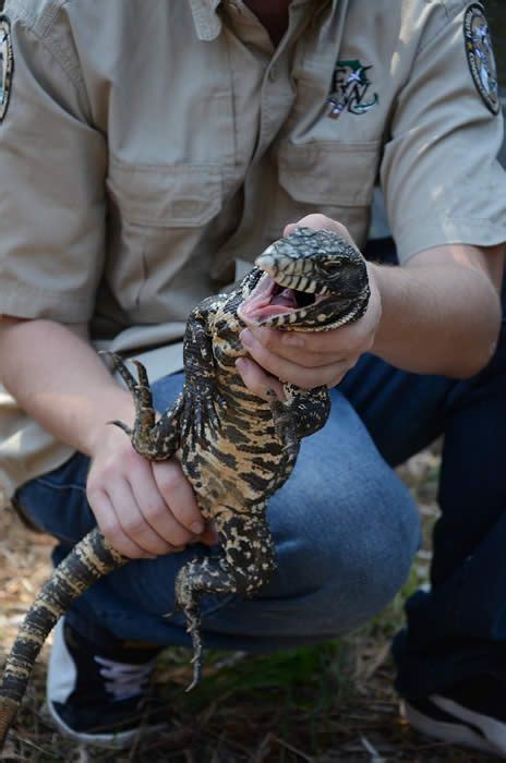 Pin On Florida Reptiles