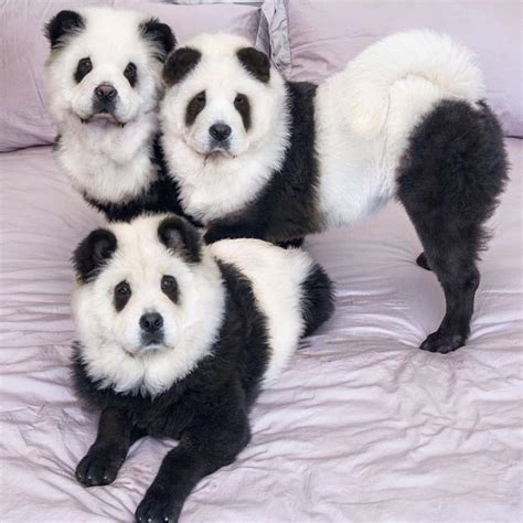 She Dyed Her Dogs To Look Like Pandas And Everyones Arguing About It