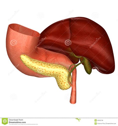 Liver Stock Illustration Illustration Of Digestion Duodenum 50032706